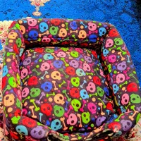 پامر روباهی خرسی|سگ|شیراز, کوشک میدان|دیوار