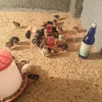 دستگاه جوجه کشی