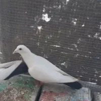 کفتردم سیاه