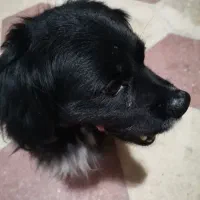 سگ پیدا شده|حیوانات|شیراز, نصر|دیوار