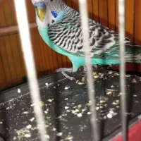 یه عدد مرغ عشق نر مولد مست به شرط