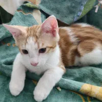بچه گربه دوست داشتی و جذاب
