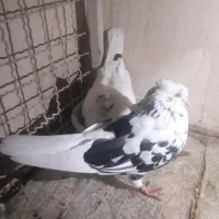 کفتر پلنگ