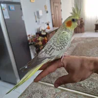عروس هلندی/نر/دستی/سخنگو/طوطی کوتوله برزیلی