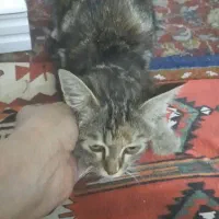 گربه ی خونگی