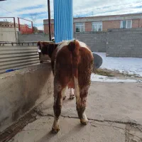 گاو|حیوانات مزرعه|میاندوآب, |دیوار