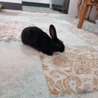 خرگوش|موش و خرگوش|شیراز, هفت تنان|دیوار