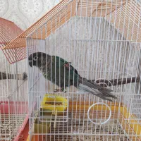 گرینچیک تراکوئیس نرمال