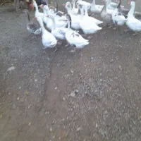 غاز طبیعی  محلی|حیوانات مزرعه|اردبیل, |دیوار