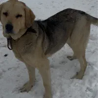 سگ گمشده|حیوانات|ارومیه, |دیوار