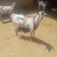 یک عدد نری سومال