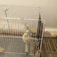 عروس هلندی|پرنده|فردیس, شهرک هفده شهریور|دیوار