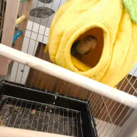 طوطی برزیلی ابی اوپال|پرنده|ملارد, |دیوار