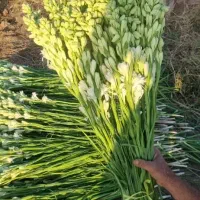 بذر  مریم|گل و گیاه طبیعی|اصفهان, دانشگاه اصفهان|دیوار