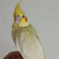 یک جوجه عروس سرلاکی لوتینو و مرغ عشق