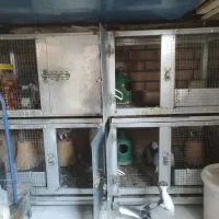 قفس کبوتر