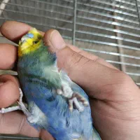 مرغ عشق رینبو اسپانگل و موتاسیون