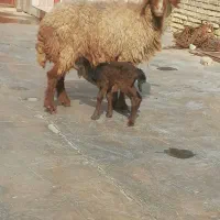 میش زاییده بره نر درجه یک