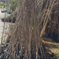 نهال های با کیفیت و اصلاح شده لیبل دار|خدمات باغبانی و درختکاری|مشهد, بهشت|دیوار