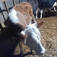 گوساله ماده|حیوانات مزرعه|قیدار, |دیوار