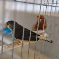 فروش فنچ کینگ مولد|پرنده|بندرعباس, |دیوار