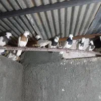 کبوتر|پرنده|خوسف, |دیوار