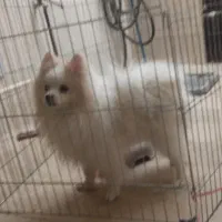 پامر خرسی نر|سگ|پاکدشت, پاکدشت (مامازند)|دیوار