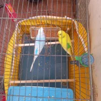 دو عدد مرغ عشق با قفس