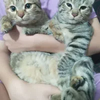 گربه خانگی|گربه|رفسنجان, |دیوار