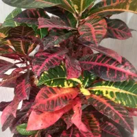 گل کورتون آپارتمانی