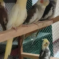 عروس هلندی|پرنده|بندرعباس, |دیوار