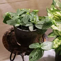 گل و گیاه اپارتمانی