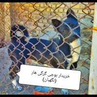 سگ گرگی