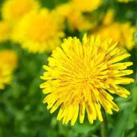 پرستار کودک در مهد کودک