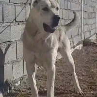 واگذاری سگ سرابی