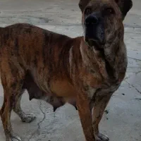 ماده سگ خراسانی(افغان)