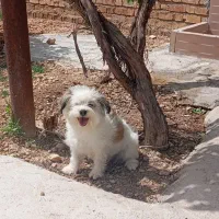 سگ نمایشی|سگ|فسا, |دیوار