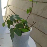 معاوضه فروش نهال انجیر گل مرجان و بنجامین