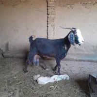 بز ۲ عدد|حیوانات مزرعه|سبزوار, رباط|دیوار