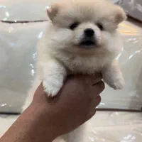 سگ پامر سایز صفر خرسی|سگ|داراب, |دیوار