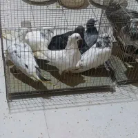 فروش تعدادی کفتر دونه ای۴۵۰همه با هم