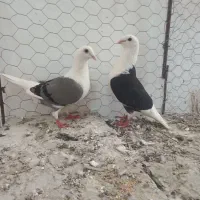 دوکت