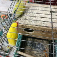 طوطی برزیلی