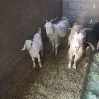 بز کهره دار|حیوانات مزرعه|میمند, |دیوار