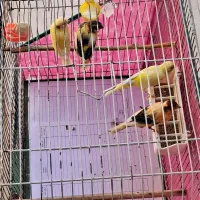 فروش جفت قناری با جوجه|پرنده|شیراز, ترمینال باربری|دیوار