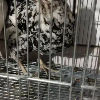 مرغ گلین چهلتاج ریش فول