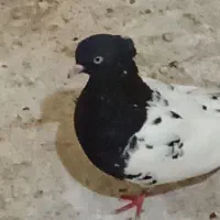 چند عدد کبوتر رنگی