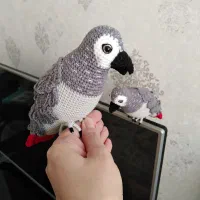 طوطی کوتوله بافتنی|کلکسیون و سرگرمی|نیشابور, هفده شهریور|دیوار