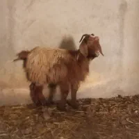 بز جوان شکم اول|حیوانات مزرعه|اسفرورین, |دیوار