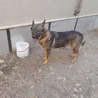 سگ ژرمن گارد